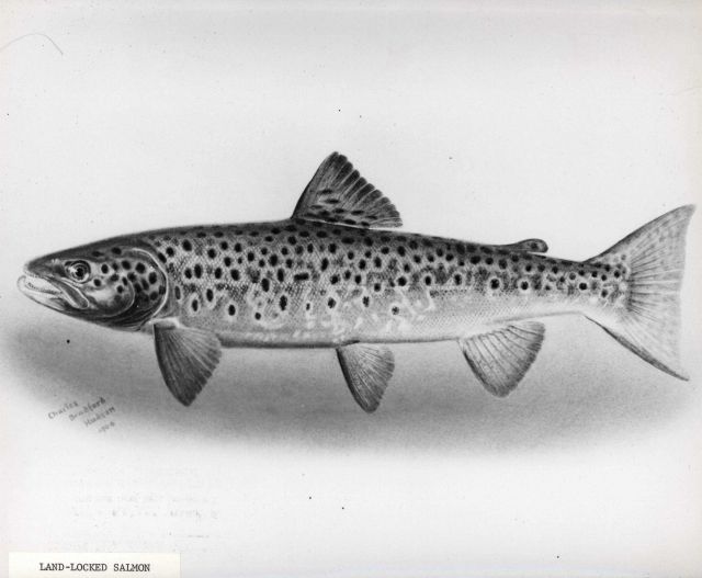 Land-locked salmon drawn by Charles Bradford Hudson 1904. Picture
