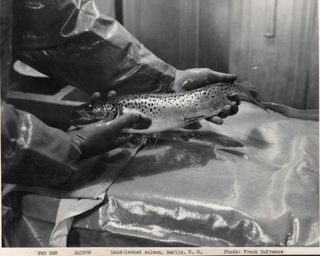 Land-locked salmon caught at Berlin, New Hampshire. Picture