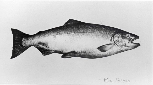 King salmon Picture