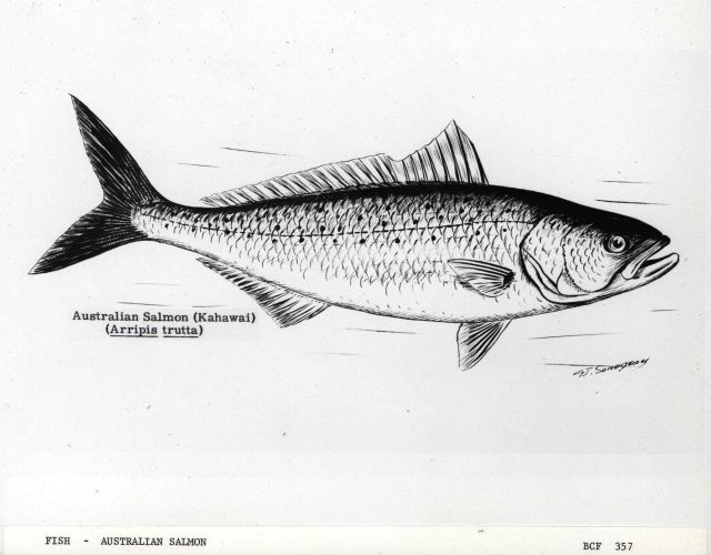 Australian salmon (Kahawai) (Arripis trutta) - artwork by G Picture