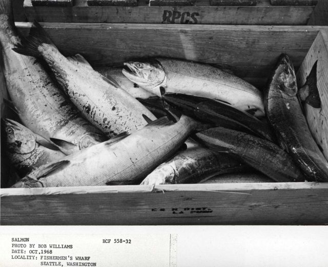 Salmon ready for market at Fishermen's Wharf, Seattle Picture