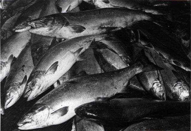 Salmon being readied for market Picture