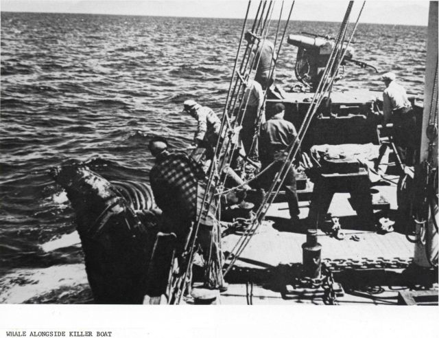 When a whale is killed, it is brought alongside the hunter-killer boat and inflated with air to keep it afloat. Picture