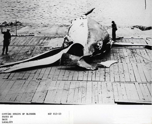 At a processing facility the carcass of the whale is stripped of its outer layer of fat, or blubber Picture