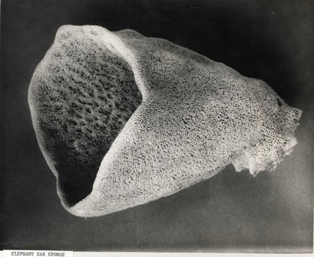 Elephant ear sponge - specimen from Mediterranean Sea Picture