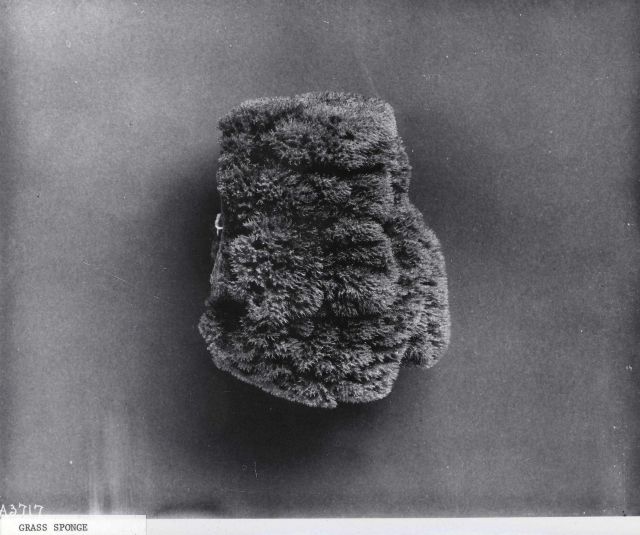 Grass sponge - specimen from Bahama Islands Picture