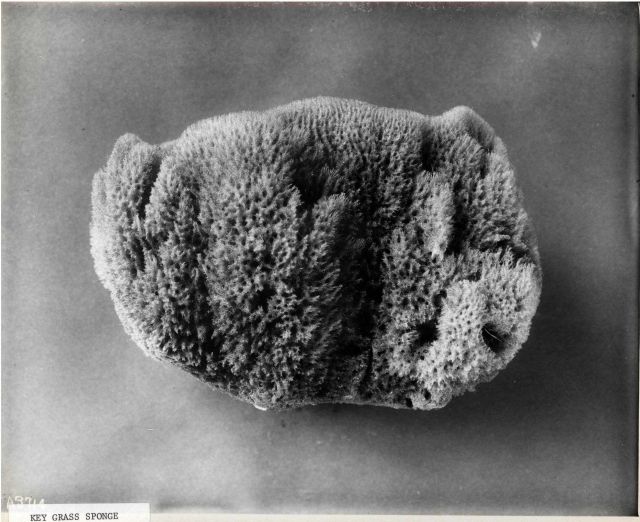 Key grass sponge - specimen from Florida Picture