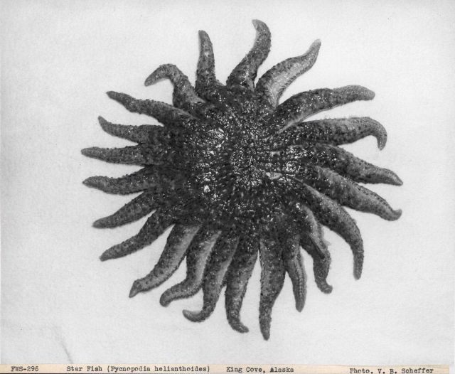 Starfish (Pycnopodia helianthoides) Picture