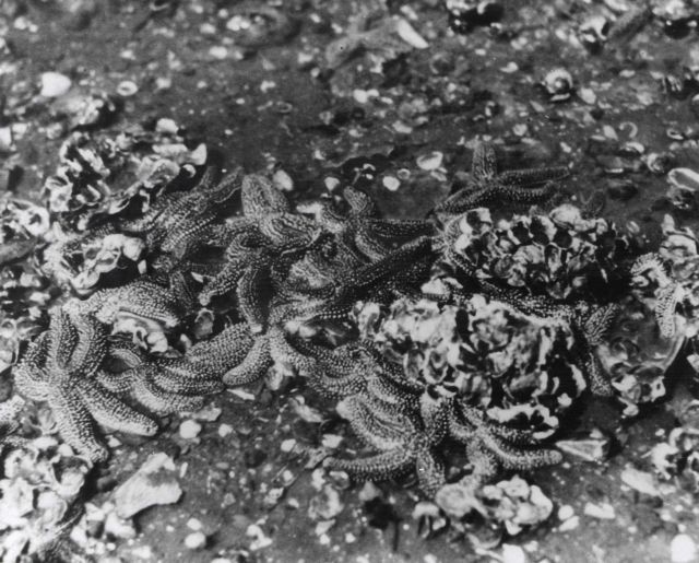 Aggregation of starfish on oyster bed Picture