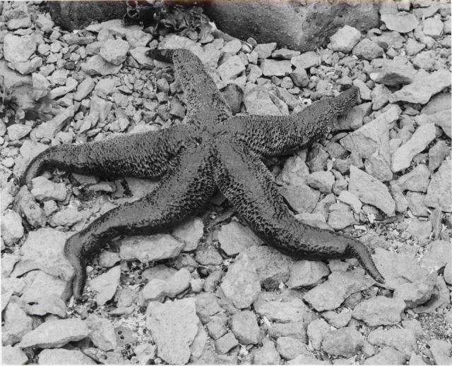 Starfish, a predator of shellfish Picture