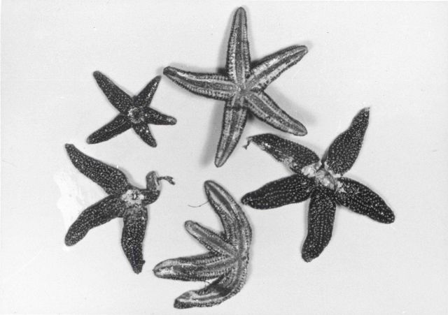 Starfish shellfish predators Picture