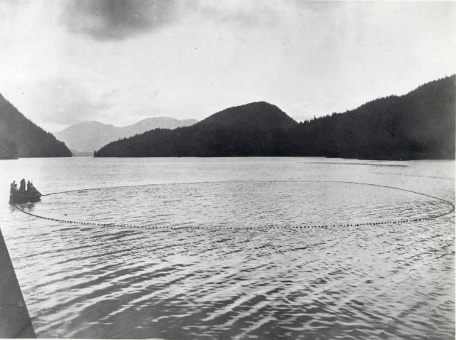 Alaska salmon roundup - Purse seining is an important method of taking salmon in the deep, swift waters of Alaska Picture