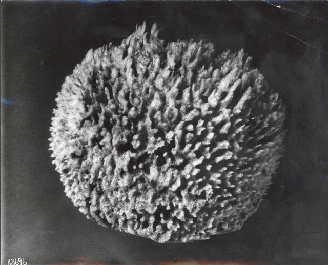 Nassau sheepswool sponge - Specimen from Bahama Islands Picture