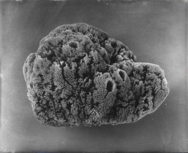 Yellow sponge - Specimen from Cuba Picture