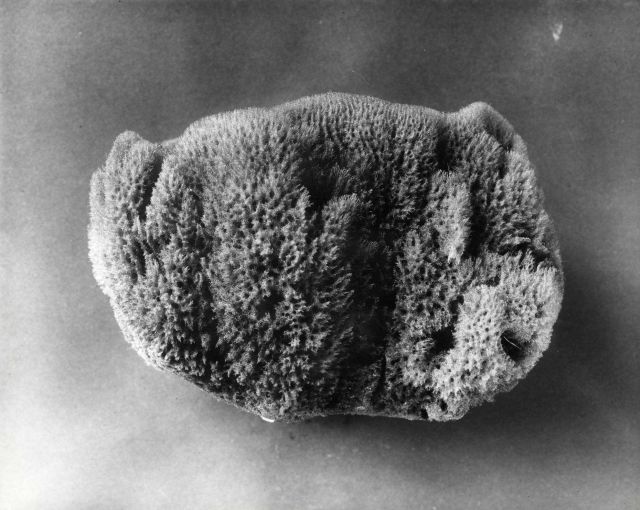 Key grass sponge - Specimen from Florida Picture