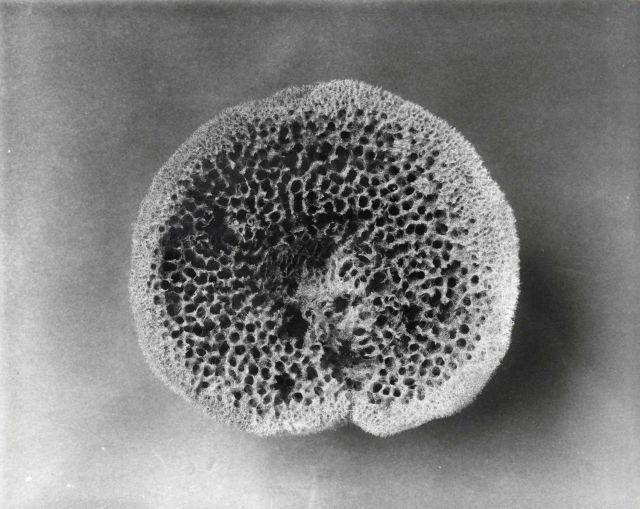 Key grass sponge - Specimen from Florida Picture