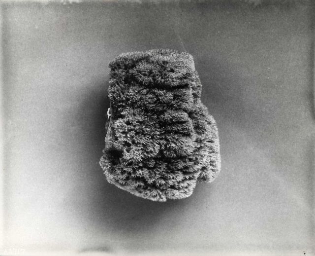 Grass sponge - Specimen from Bahama Islands Picture