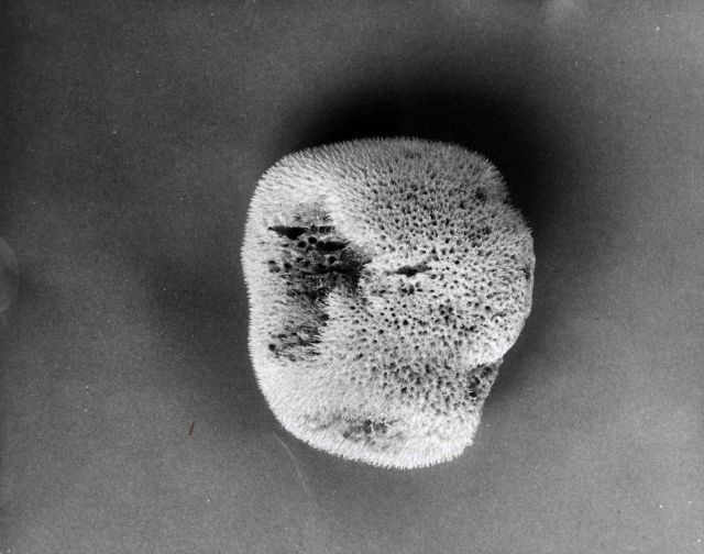 Toilet sponge - Specimen from the Mediterranean Sea Picture