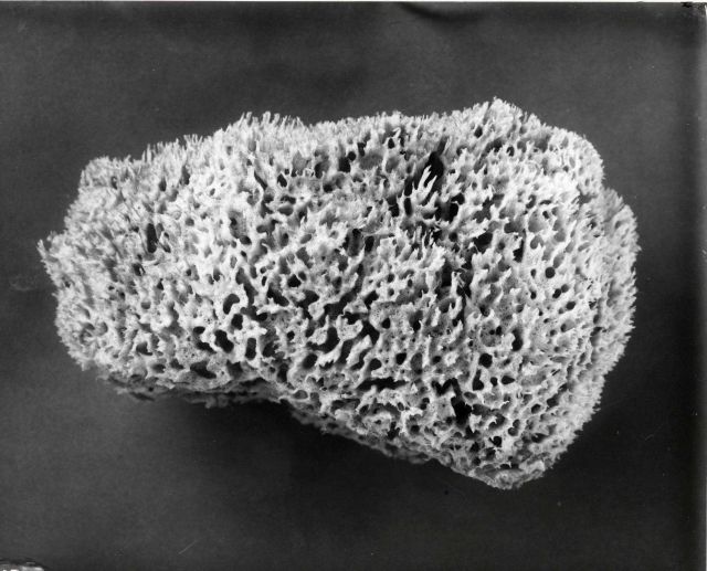 Honeycomb sponge - Specimen from the Mediterranean Sea Picture