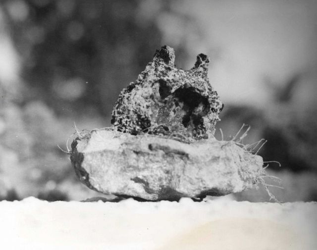 Wool sponge partially destroyed by disease. Picture