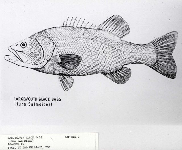 Large-mouthed black bass (Hura salmoides Picture