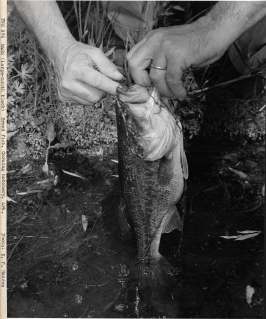 Large-mouthed bass (brood fish) at Corning Hatchery Picture