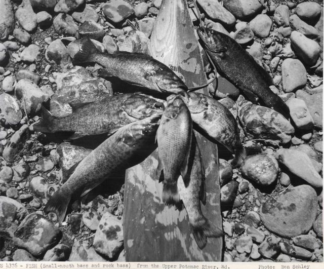 Sall-mouthed bass caught Picture