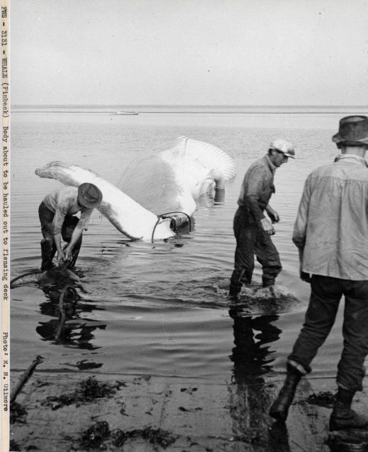 Body about to be hauled out to flensing deck at whaling station Picture