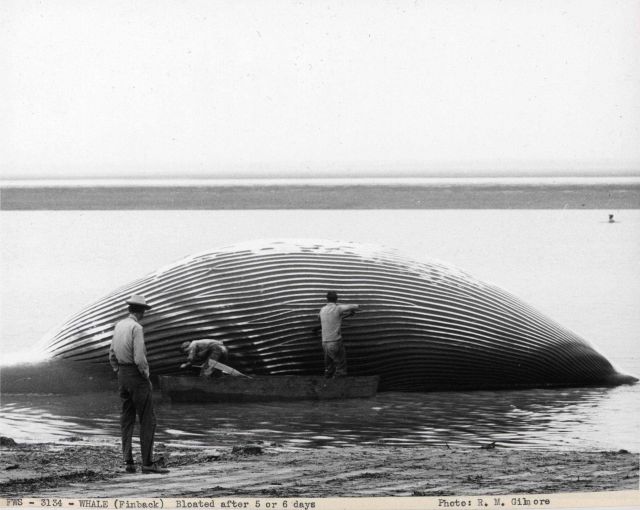 Dead finback whale bloated after five or six days. Picture