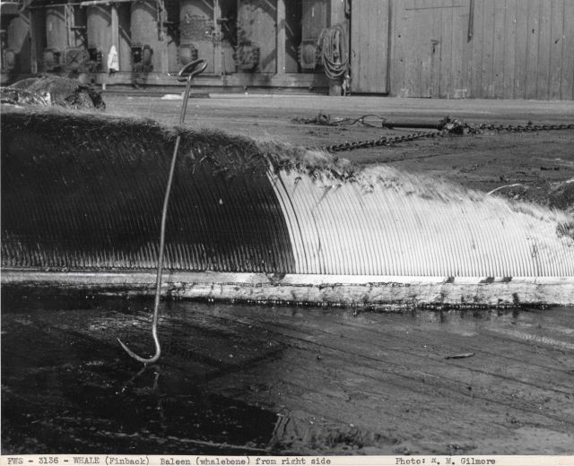 Baleen (whalebone) from right side Picture
