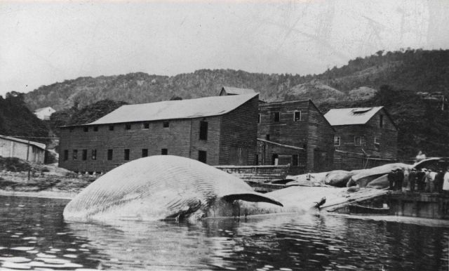 Whale carcasses prior to being taken to flensing deck. Picture