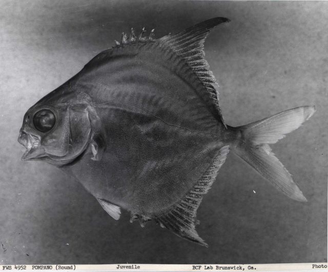 Juvenile round pompano (Trachinotus falcatus), 5.95 cm standard length. Picture