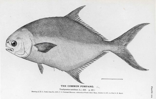 Drawing of the common pompano (Trachynotus carolinus) by H Picture