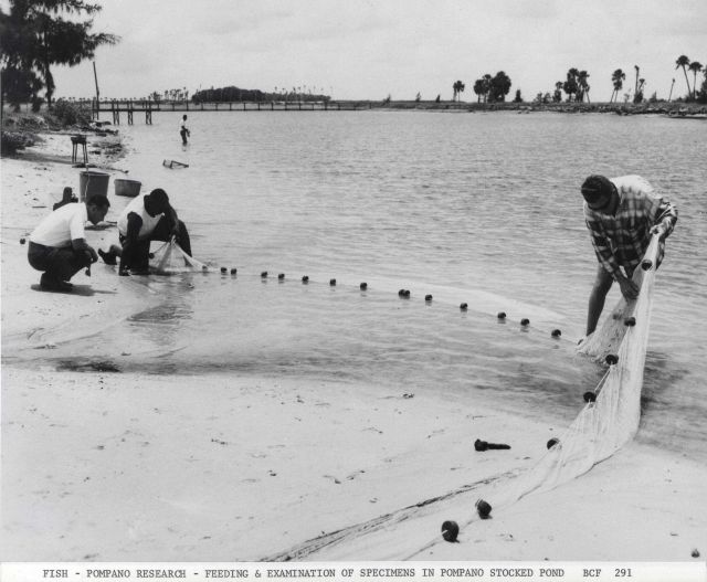 Feeding and examination of pompano specimens in stocked pond at Fort De Soto Park. Picture