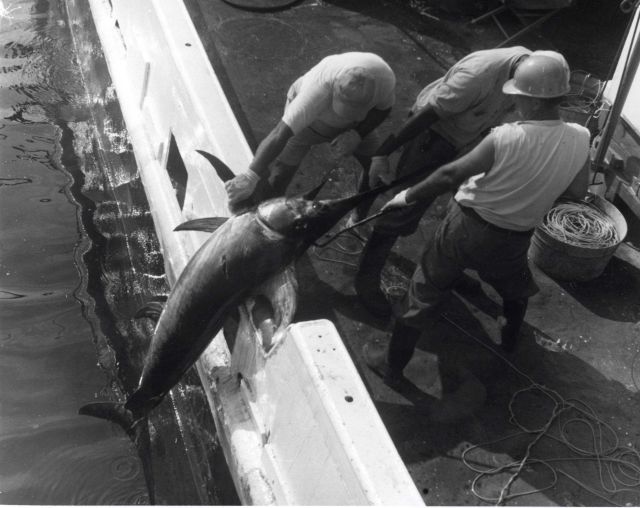 Swordfish caught on longline gear being hauled aboard the BCF ship OREGON Picture