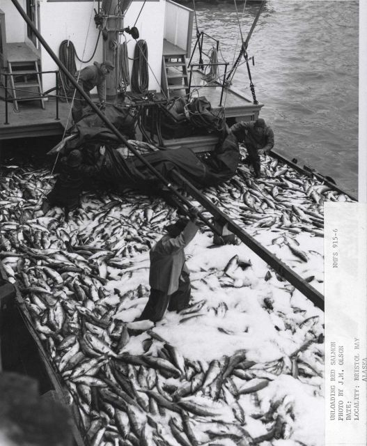 Unloading scow-load of approximately 45,000 red salmon Picture
