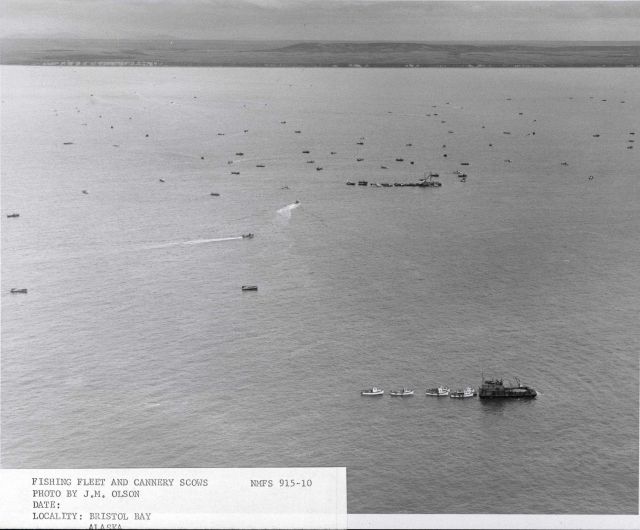 Bristol Bay fishing grounds with cannery scows and part of the fishing fleet. Picture