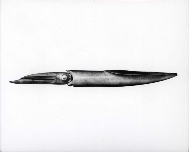 Drawing of long-finned squid Picture