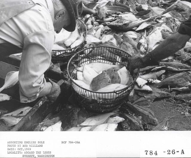 Sorting English sole aboard the fishing vessel LEMES Picture