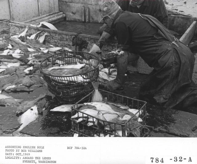 Sorting English sole aboard the fishing vessel LEMES Picture