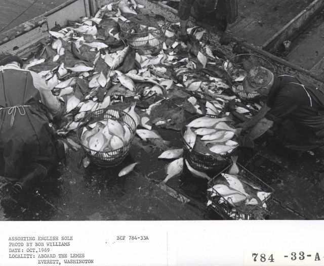 Sorting English sole aboard the fishing vessel LEMES Picture