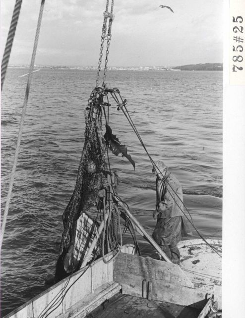 Hauling trawl aboard while fishing for English sole. Picture
