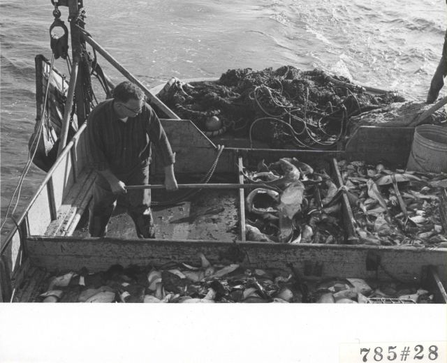 Shoveling catch into sorting bins while fishing for English sole Picture