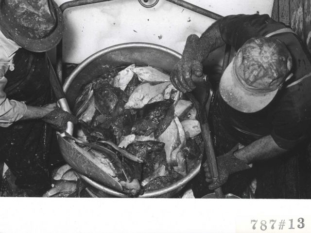 Shoveling catch into bucket for offloading at Everett Fish Company Picture