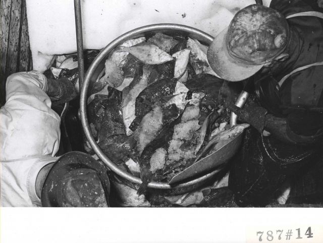 Shoveling catch of English sole into bucket for offloading at Everett Fish Company Picture
