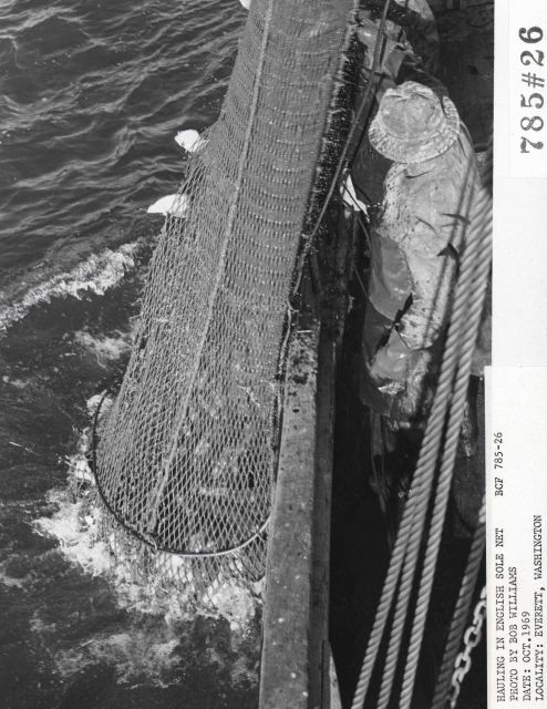 Hauling in net loaded with fish while fishing for English sole on the F/V LEMES Picture