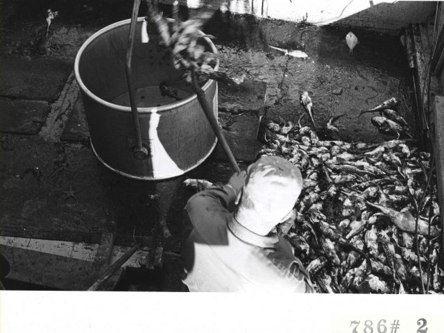 Shoveling fish into bucket for offloading at Everett Fish Company Picture
