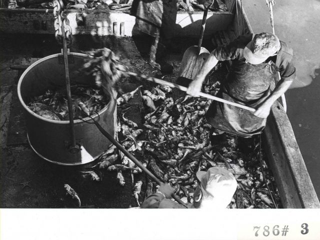 Shoveling fish into bucket for offloading at Everett Fish Company Picture