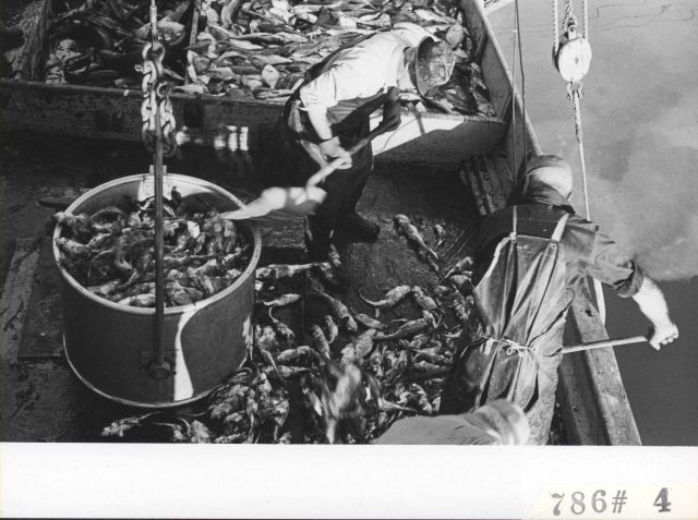 Shoveling fish into bucket for offloading at Everett Fish Company Picture
