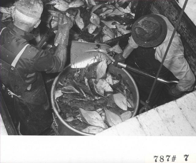 Shoveling fish into buckets for offloading F/V LEMES and processing at Everett Fish Company Picture